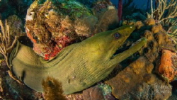 Large Green Morey Eel on the hunt by Frankie Rivera 